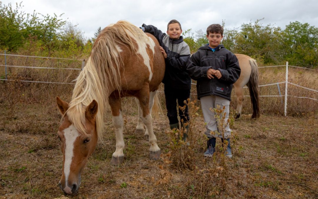 HANDICAP ET MEDIATION ANIMALE